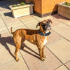 GBruno Dog Leather Collar Spiked