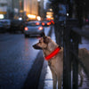 GBruno LED Dog Collar USB